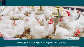 تعرف على سعر الفراخ البيضاء اليوم الأربعاء 18 يونيو 2025